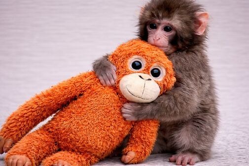 Japanese Viral Monkey